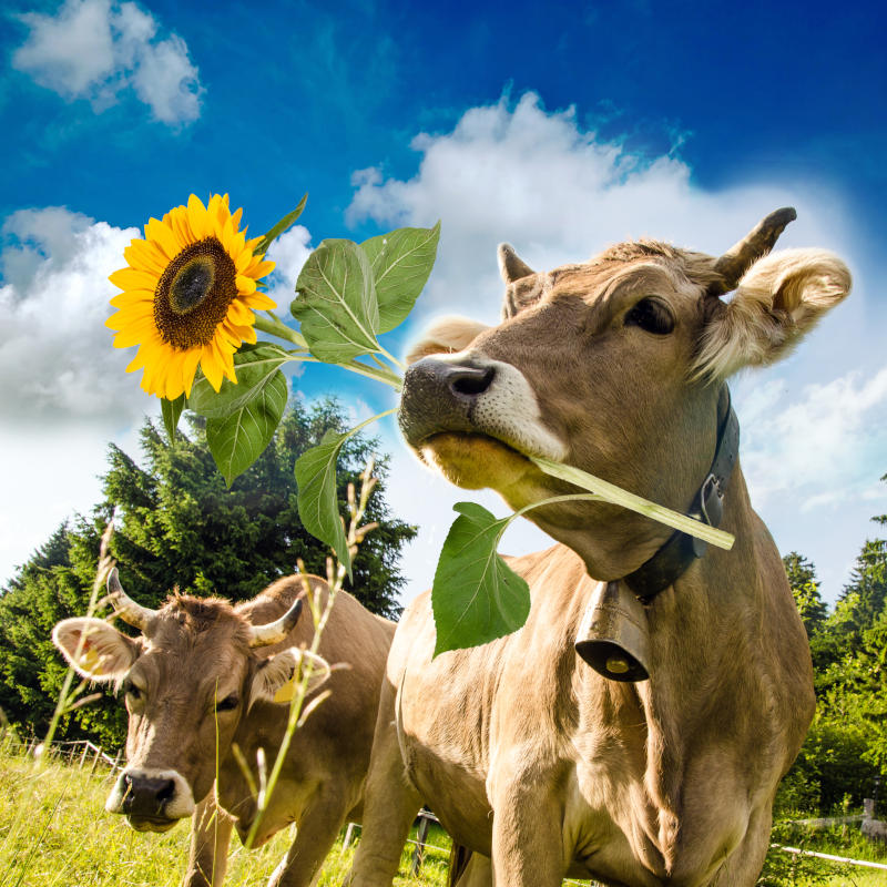Eine Kuh mit einer Sonnenblume im Maul im Hintergrund sieht man noch eine Kuh. Das alles vor blauem Himmel mit weißen Wolken